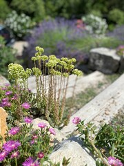 Flowerbed with european stonecrop, petrosedum ochroleucum