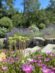 Flowerbed with european stonecrop, petrosedum ochroleucum