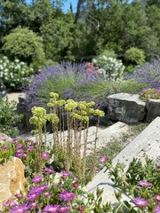 Flowerbed with european stonecrop, petrosedum ochroleucum