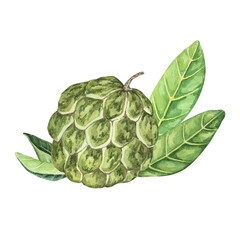 Obraz premium Ripe green whole tropical cherimoya exotic fruit with leaves composition. Watercolor illustration of custard apple, sugar sweet apple for printing, packaging, sticker products, scrapbooking, food