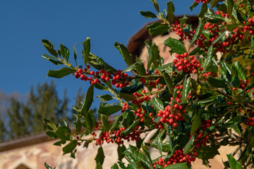 holly red berries and the plant with its leaves with thorns. the berries are appreciated by several...