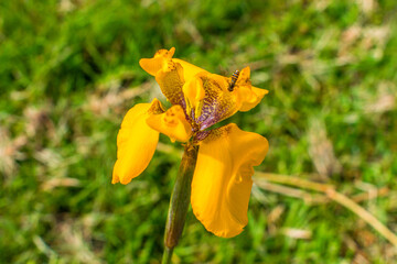 Abeja en una flor amarilla