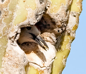 A Cactus Wren snugly nested within a cactus, peeks out of its nest hole in a cactus, seed in beak.