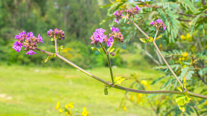 Flor lila en fondo desenfocado