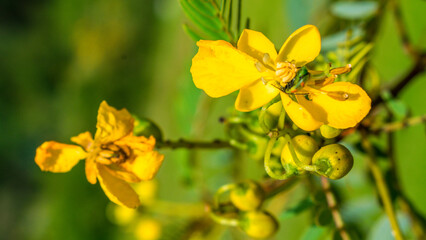Flor amarilla en fondo desenfocado