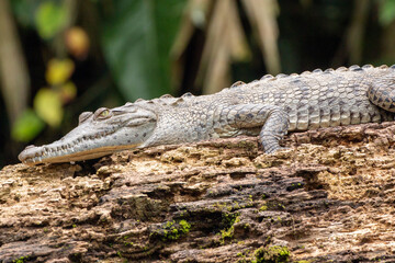 tortuguero wildlife: caiman close up in national park of costa rica
