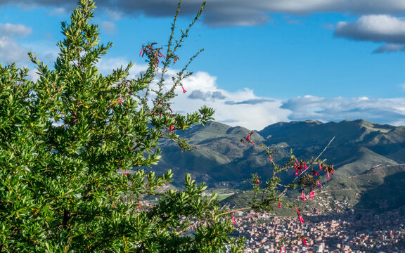 Flor de la cantuta con de cusco de fondo