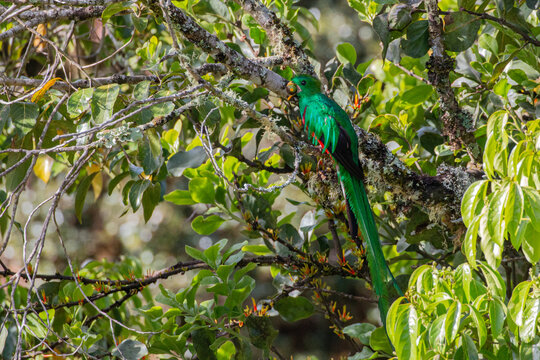 Splended quetzal (Pharomachrus mocinno costaricensis) sitting on branch in San Gerardo de Dota