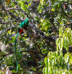 San Gerardo de Dota birdwatcher paradise: quetzal in cloud forest sitting on branch
