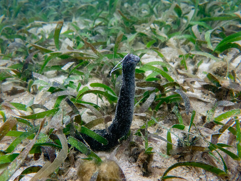 Spawning of  male Black sea cucumber (Holothuria atra) in the seagrass bed, Palau, Pacific