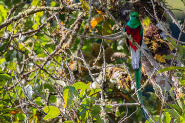 resplendent quetzal (Pharomachrus mocinno) sitting on branch in San Gerardo de Dota