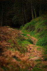 Trees and stones covered in moss and illuminated by sunlight in moody, deep dark forest. Selective focus. A hidden path in a green Irish forest, hidden path in forest in Wicklow, Ireland