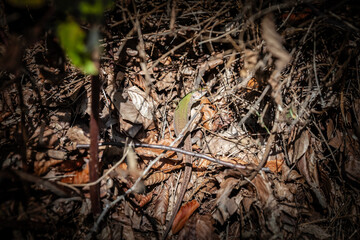 Selective blur on a balkan green lizard, also called Lacerta Trilineata, hiding in dead leaves in...