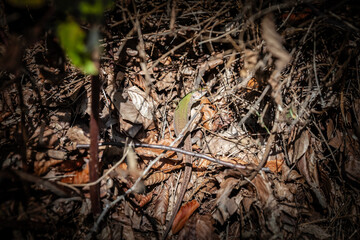 Selective blur on a balkan green lizard, also called Lacerta Trilineata, hiding in dead leaves in the croatian nature. It's a green lizard, endemic in most of Balkans and southeastern Europe.