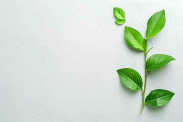 Green Plant With Leaves on White Background