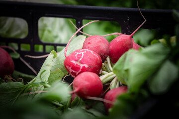 Selective blur on a stack of pink, red globe radishes ready for being sold on a market in Belgrade, Serbia. Also called raphanus raphanistrum, it is a root vegetable.