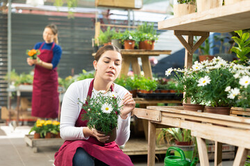 Woman florist in apron holding pot with chrysanthemum shrub in flower shop