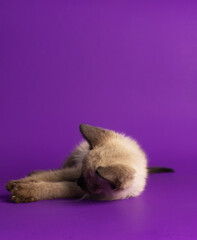 little cat on purple background lying relaxed