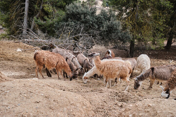 Different animals are posing on camera and eating in safari Aitana, Alicante Spain