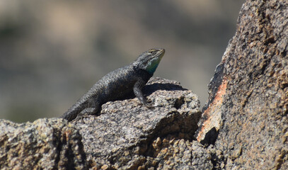 Desert Spiny Lizard, Sceloporus magister, perched on a rock. Male seen in Joshua Tree National Park has a dark wedge-shaped band on the side of his neck and a blue-green throat patch.