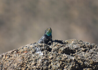Desert Spiny Lizard, Sceloporus magister, perched on a rock. Male seen in Joshua Tree National Park has a dark wedge-shaped band on the side of his neck and a blue-green throat patch.