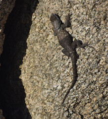 Desert Spiny Lizard, Sceloporus magister, perched on a rock. This was seen in the Cottonwood region...