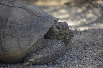 Mojave Desert Tortoise, Gopherus agassizii. Closeup of head and front foot. Seen in the Cottonwood...
