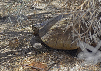 Mojave Desert Tortoise, Gopherus agassizii. Left side view showing head and feet. Under Smoketree (Psorothamnus spinosus). Seen in Joshua Tree National Park. The official state reptile in California.