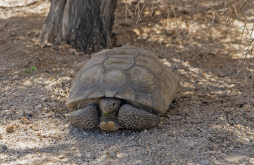 Mojave Desert Tortoise, Gopherus agassizii. Front view shows head, gular horn and front feet. Seen in Joshua Tree National Park. The official state reptile in California.