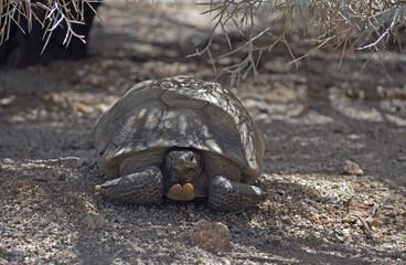 Mojave Desert Tortoise, Gopherus agassizii. Front view shows head, gular horn and front feet. Seen...