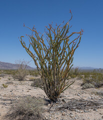 Ocotillo, Fouquieria splendens, growing in the Pinto Basin in Joshua Tree National Park.