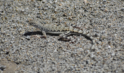 Western Zebra-tailed Lizard - Callisaurus draconoides rhodostictus, female, seen in Joshua Tree National Park. Their camouflage lets them blend into sandy pebbled soil of the desert washes.