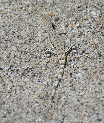 Western Zebra-tailed Lizard - Callisaurus draconoides rhodostictus, female, seen in Joshua Tree National Park. Their camouflage lets them blend into sandy pebbled soil of the desert washes.