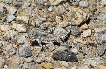 Western Zebra-tailed Lizard - Callisaurus draconoides rhodostictus, female, seen in Joshua Tree National Park. Their camouflage lets them blend into sandy pebbled soil of the desert washes.