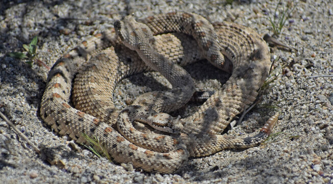 Mojave Desert Sidewinder, Crotalus cerastes cerastes, also called horned rattlesnake or sidewinder rattlesnake. Pair of mating venomous pit vipers found in Joshua Tree National Park.