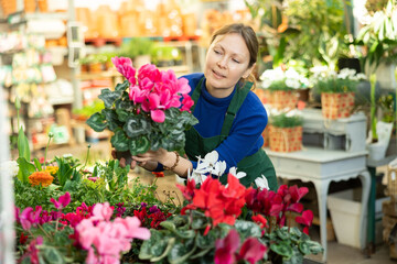 Fototapeta premium Woman flower seller holding cyclamen in her hands in flower shop
