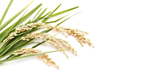 Ears of jasmine paddy rice presented against a white background, with room for text.