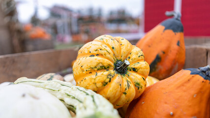 Rustic wooden crate filled with a variety of pumpkins and gourds.