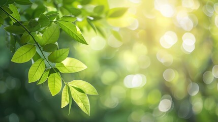 Obraz premium a close up of a green leafy tree branch with sunlight shining through the leaves