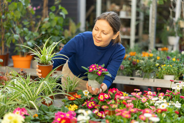 before buying, visitor to flower shop carefully inspects pots with primrose and chlorophytum