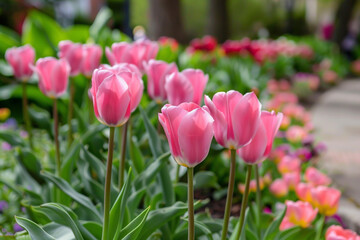 A row of pink tulips blooming in a pink flower bed.