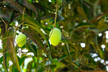 Fresh green mangoes hanging on it's tree