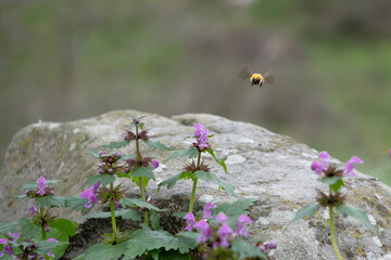 a flying bee approaches some purple wildflowers in nature. Spain