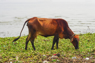 Cow eating unhealthy food from garbage