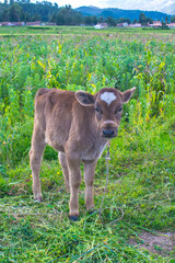 Vaca pequeña de color café