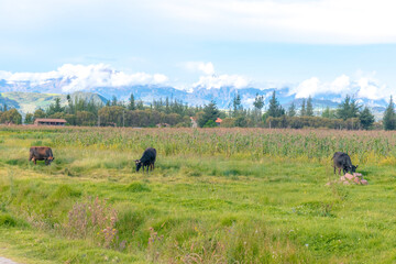 Tres vacas en el campo