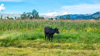 Vaca en un campo verde con cielo celeste