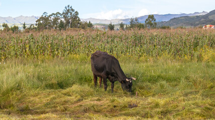 Vacas en una pradera
