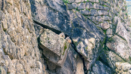 Dos chinchillas escondidas en las rocas