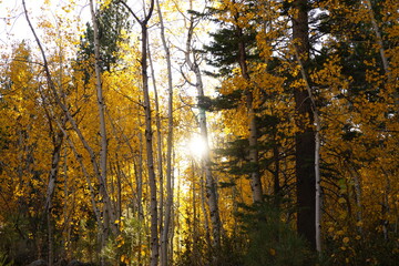 Fototapeta premium autumn in the forest